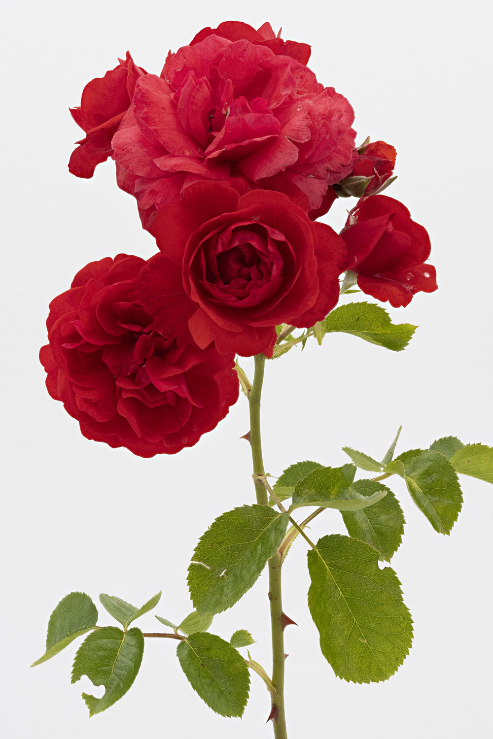 Jardin de Bagatelle #pierrejosephredout&eacute;